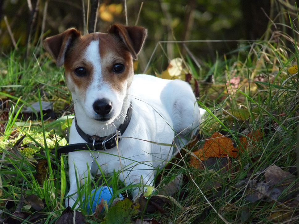 Dog Walking Banbury